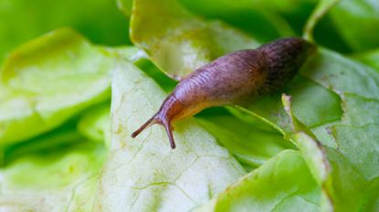 A slug on a potted plant