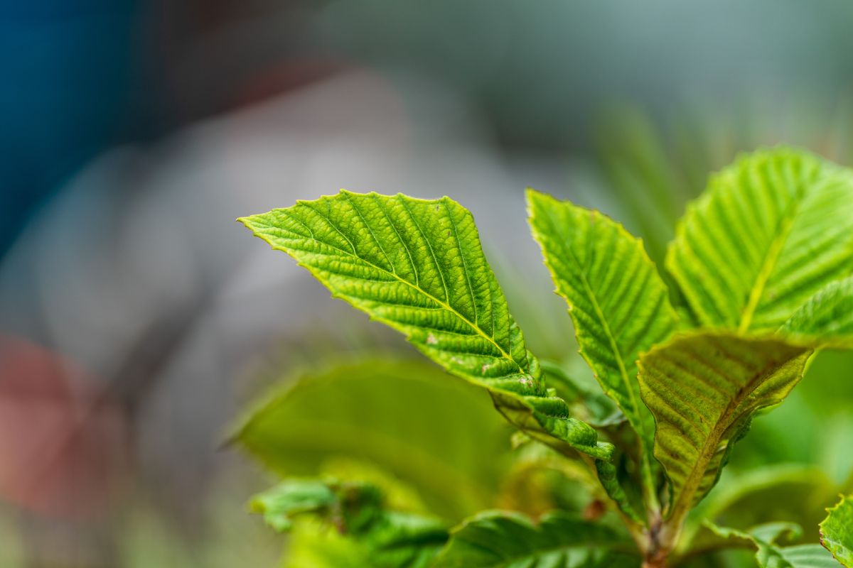 Sigma 200mm f/2 DG OS Sports example shot