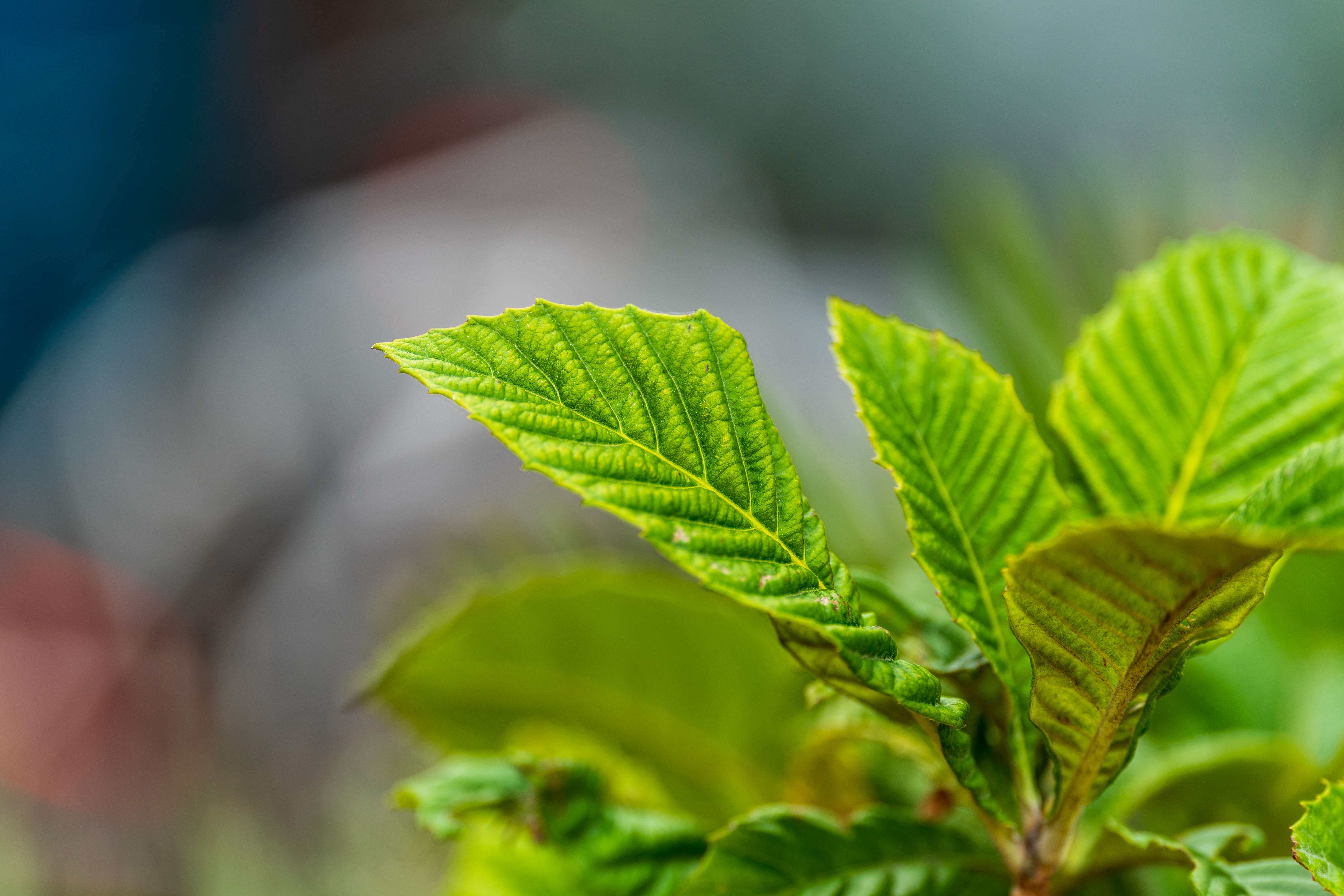 Sigma 200mm f/2 DG OS Sports example shot