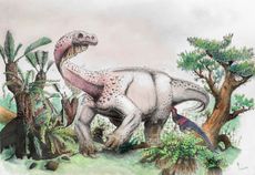 Ledumahadi mafube illustration 