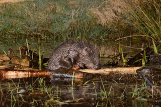 Eurasian beaver (Castor fiber) gnawing bark from a branch at the edge of its pond, Tayside, Perthshire, Scotland, UK