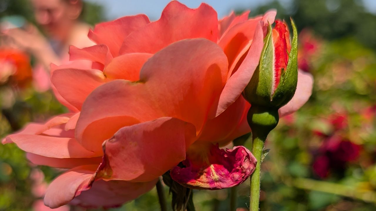 A pink flower photographed with the Google Pixel 9 Pro