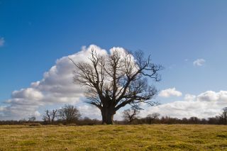 Oak Tree in Knole house gardens in winter Kent UK