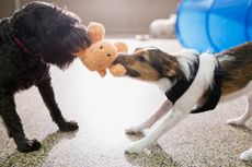 Dogs playing together is great, but it can get too boisterous at times.