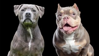 Staffordshire Bull Terrier vs American Bully on black background
