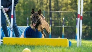 Dog leaping over a flyball hurdle