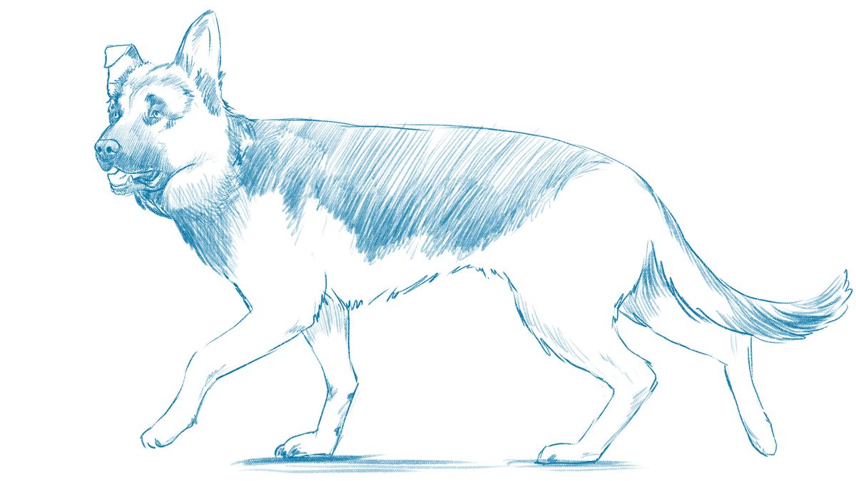 how to draw a german shepherd sitting down