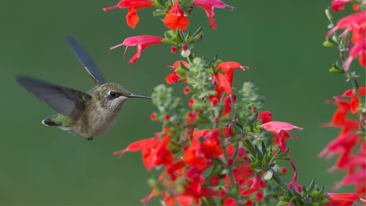 Hummingbird Feeding On Scarlet Sage