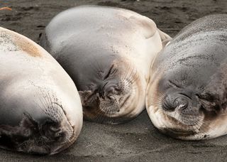 sleeping elephant seals