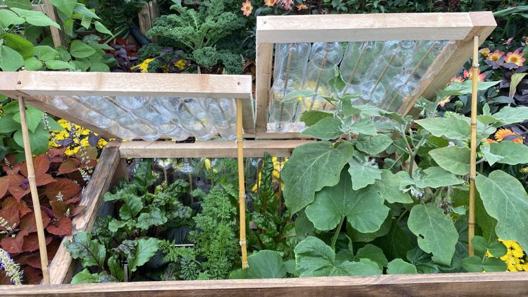 DIY cold frames in a vegetable garden made from clear plastic drinks bottles