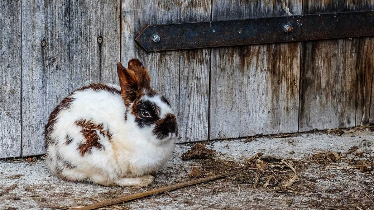 How to care for rescue rabbits