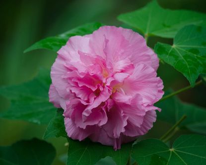 Zone 7 Hibiscus Plant Varieties - Learn About Hibiscus Plants For Zone ...