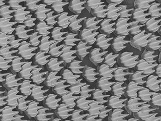 toothlike scales called denticles on shark skin