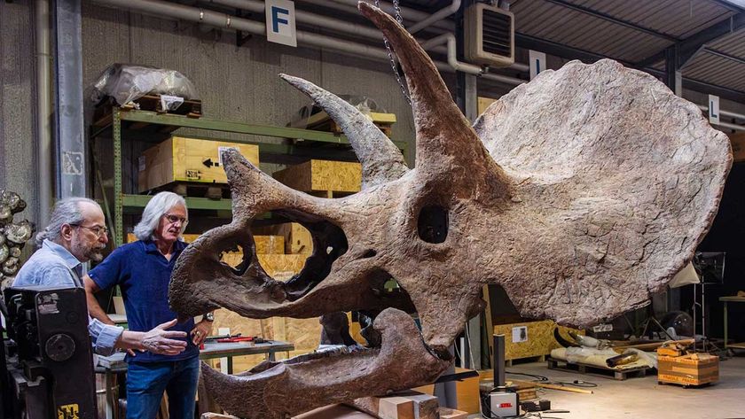 The 'Ozzy' Triceratops skull being admired by two scientists