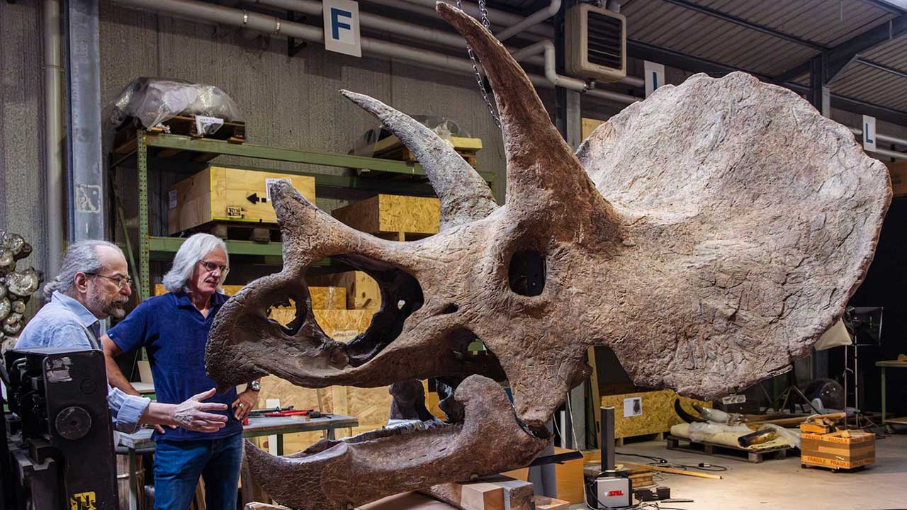 The 'Ozzy' Triceratops skull being admired by two scientists