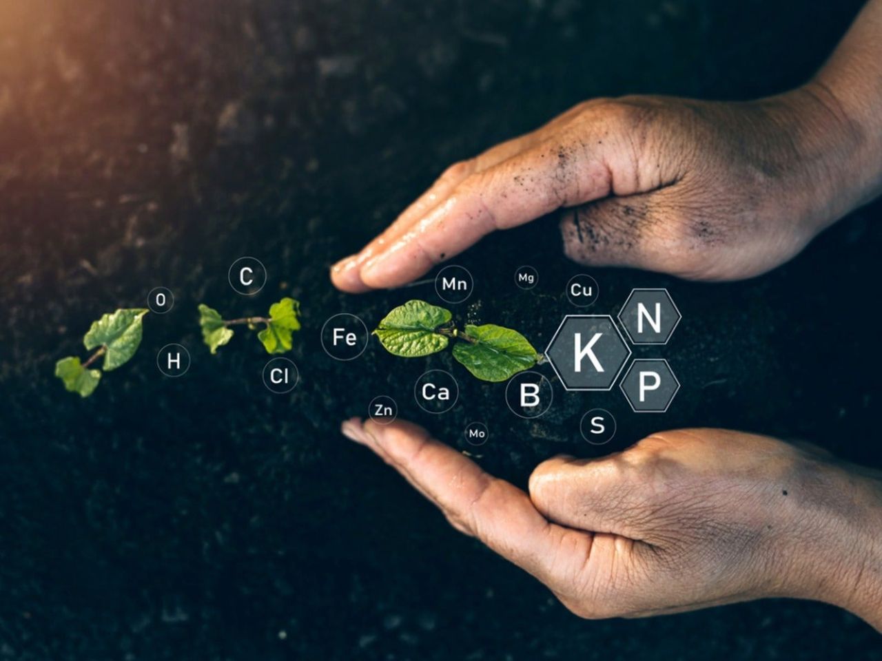 Hands piling soil around seedlings with many elemental symbols