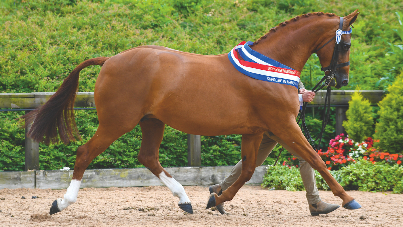 An in-hand champion demonstrating super trot.