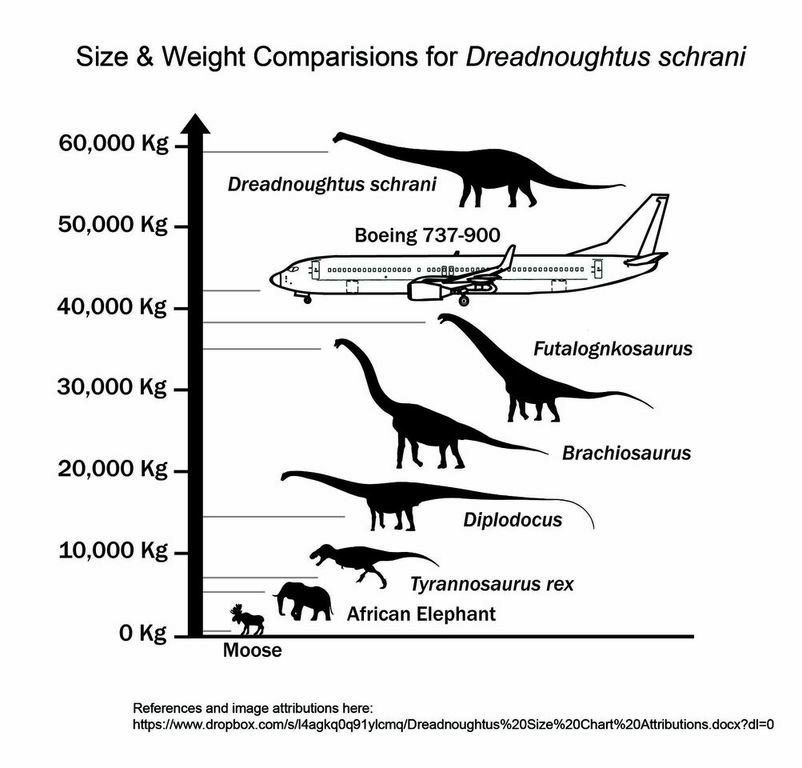 Dreadnoughtus schrani is larger than any other super-massive dinosaur for which mass can be accurately calculated.