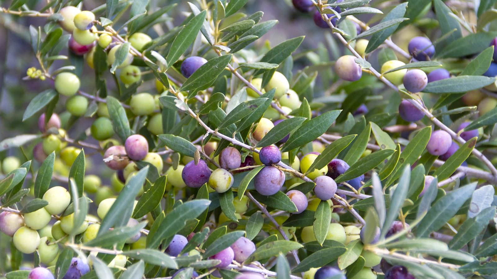 Arbequina Olive Tree