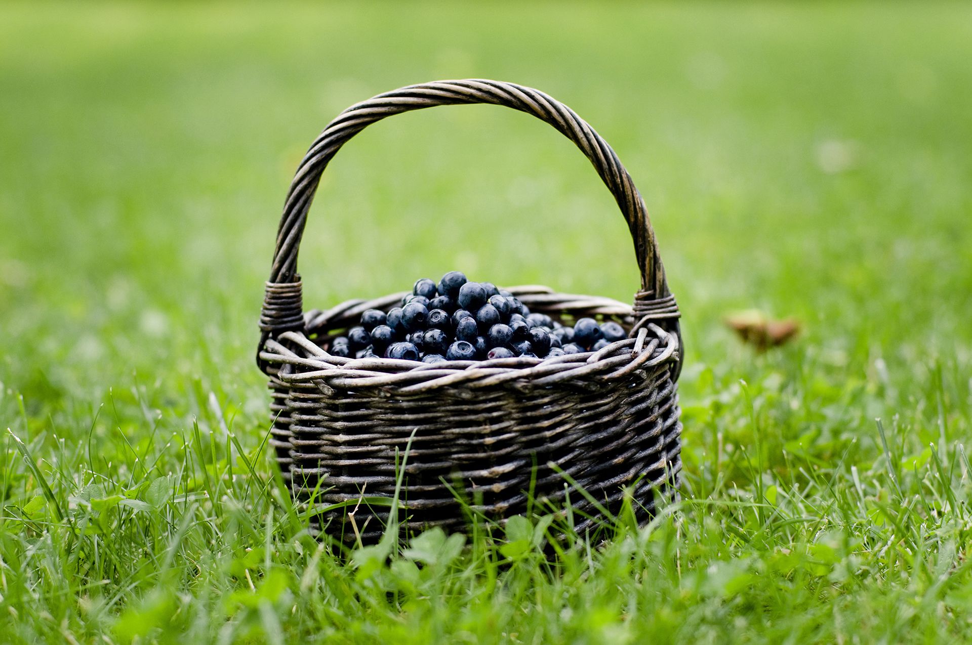 How to grow blueberries from cuttings or seed Homes & Gardens