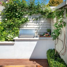 White small garden with fig and rose growing up wall