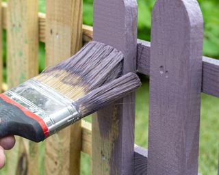 Man painting a wooden picket fence with purple wood stain and brush in a garden