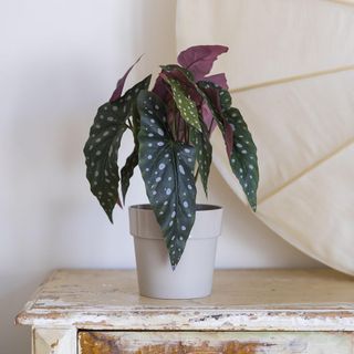 plant with green and pink leaves white pot