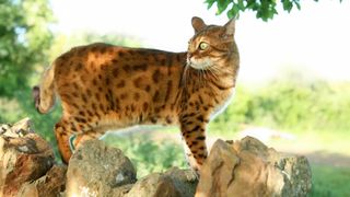 Cat breeds that like water: Bengal