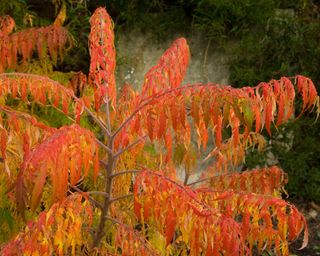 Rhus typhina