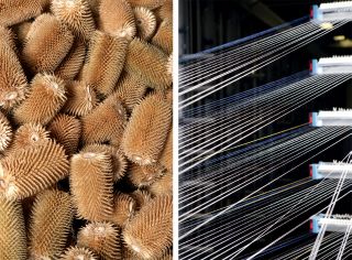 Natural teasels are used to brush Zegna’s range of fabrics to create a soft finish and the dyeing stage