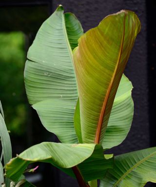 banana plant leaves