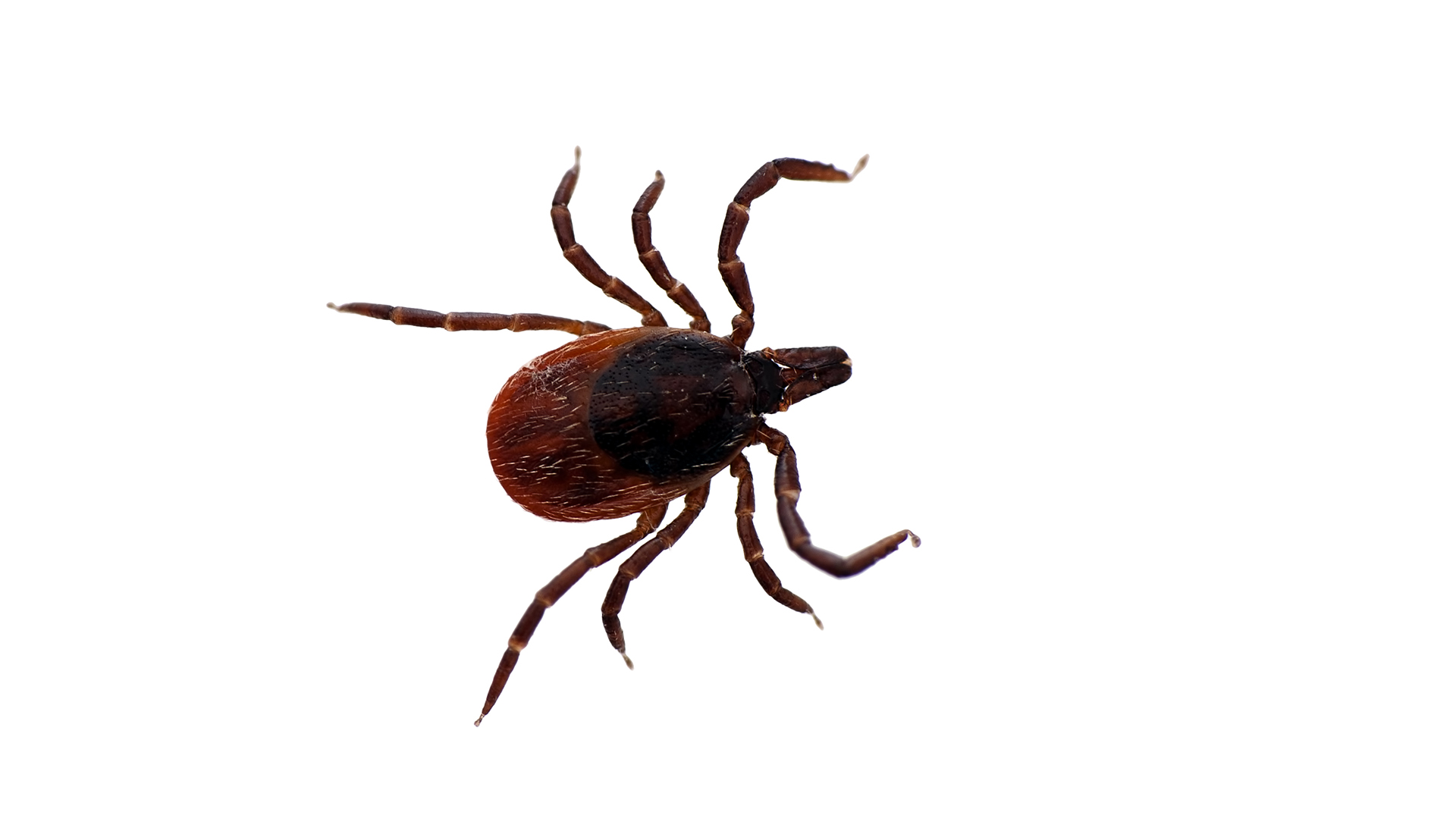 Blacklegged deer tick on a white background