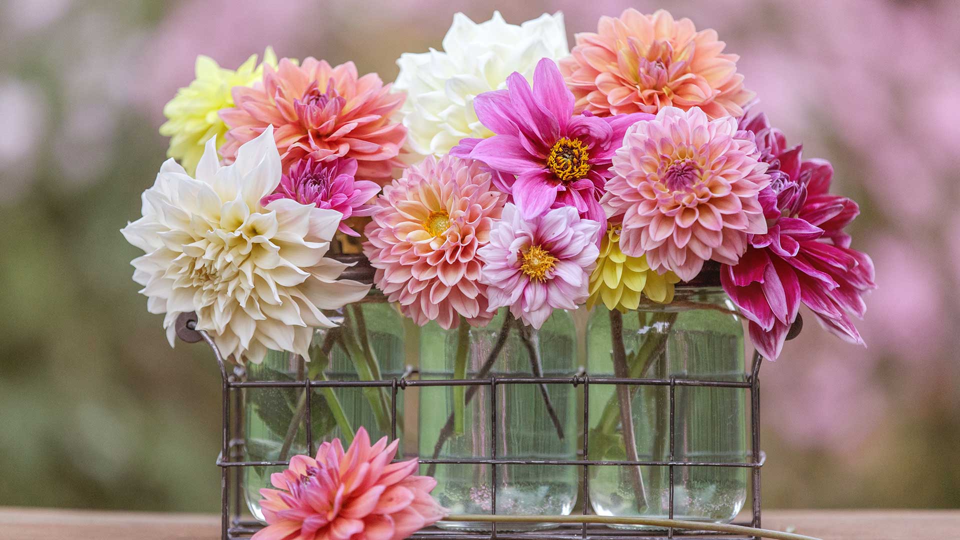 cut dahlias in glass vases