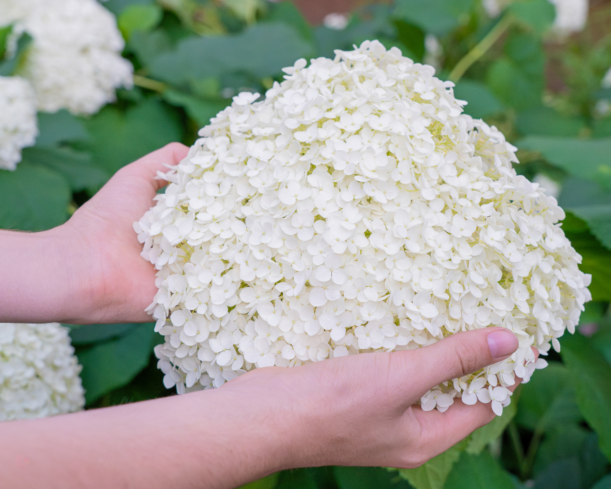 hydrangea annabelle