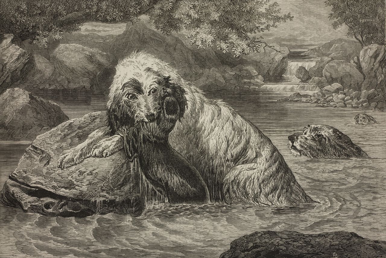 Engraving of an otterhound biting an otter in a river, by Basil Bradley, The Illustrated London News, 1873.