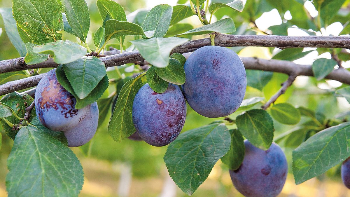 5 fabulous fruit trees to plant in your garden | Gardeningetc