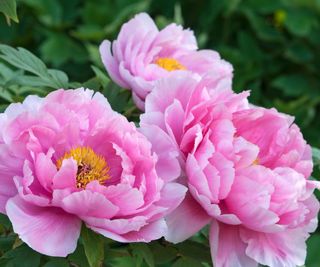 pink tree peonies blossoming in garden border