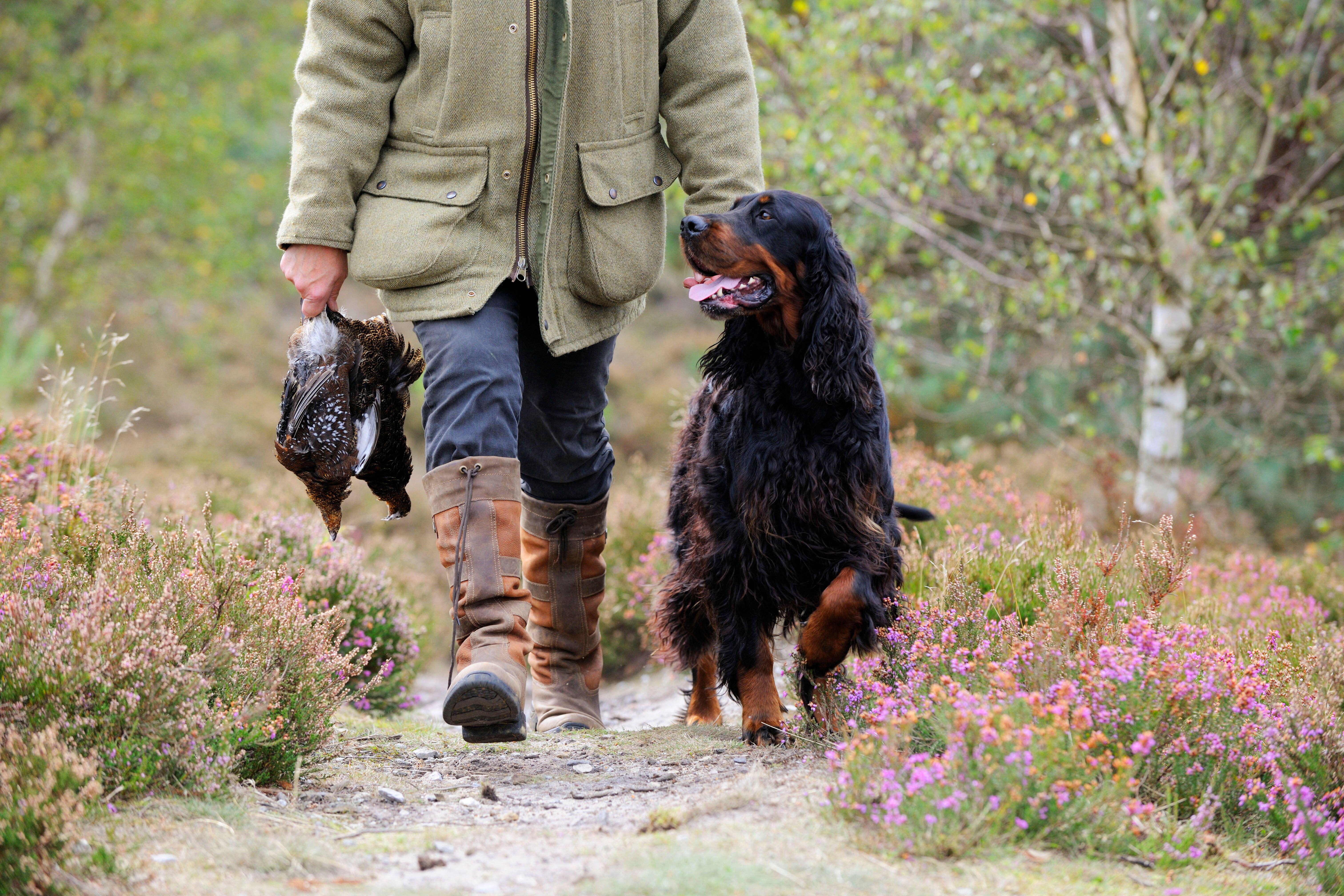 A Gordon setter walking to heel next to someone carrying dead game birds
