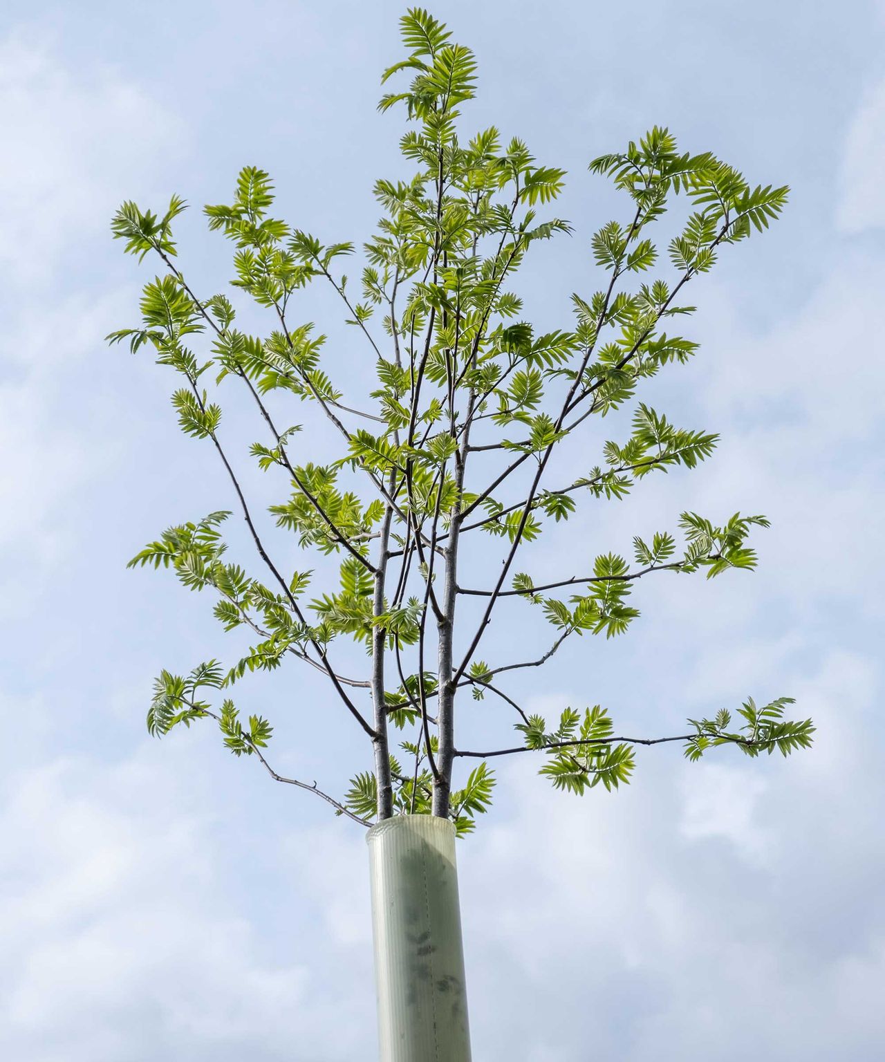 How to keep deer away from plants 5 simple tips Homes & Gardens