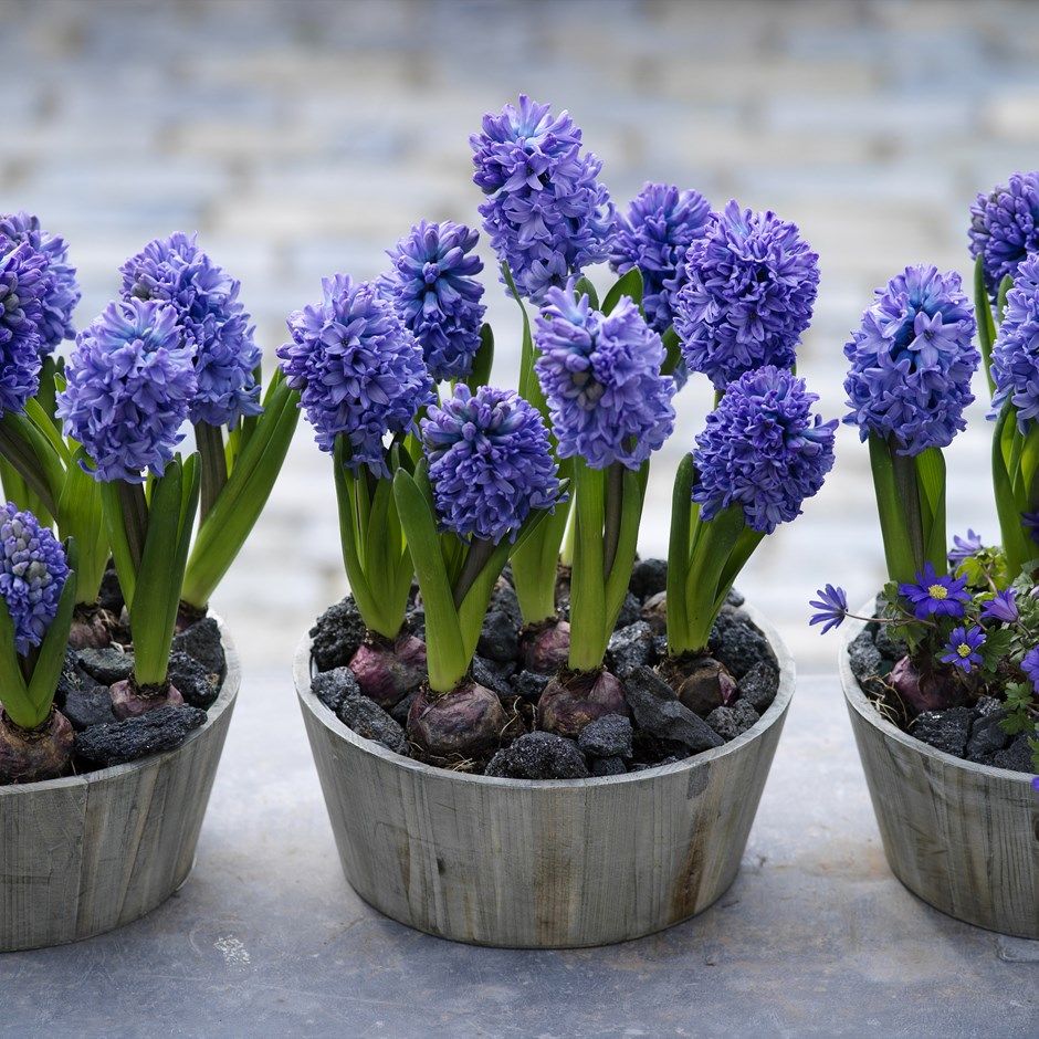 poisonous plants for dogs: Hyacinth &#039;Delft blue&#039; plant harmful to pets