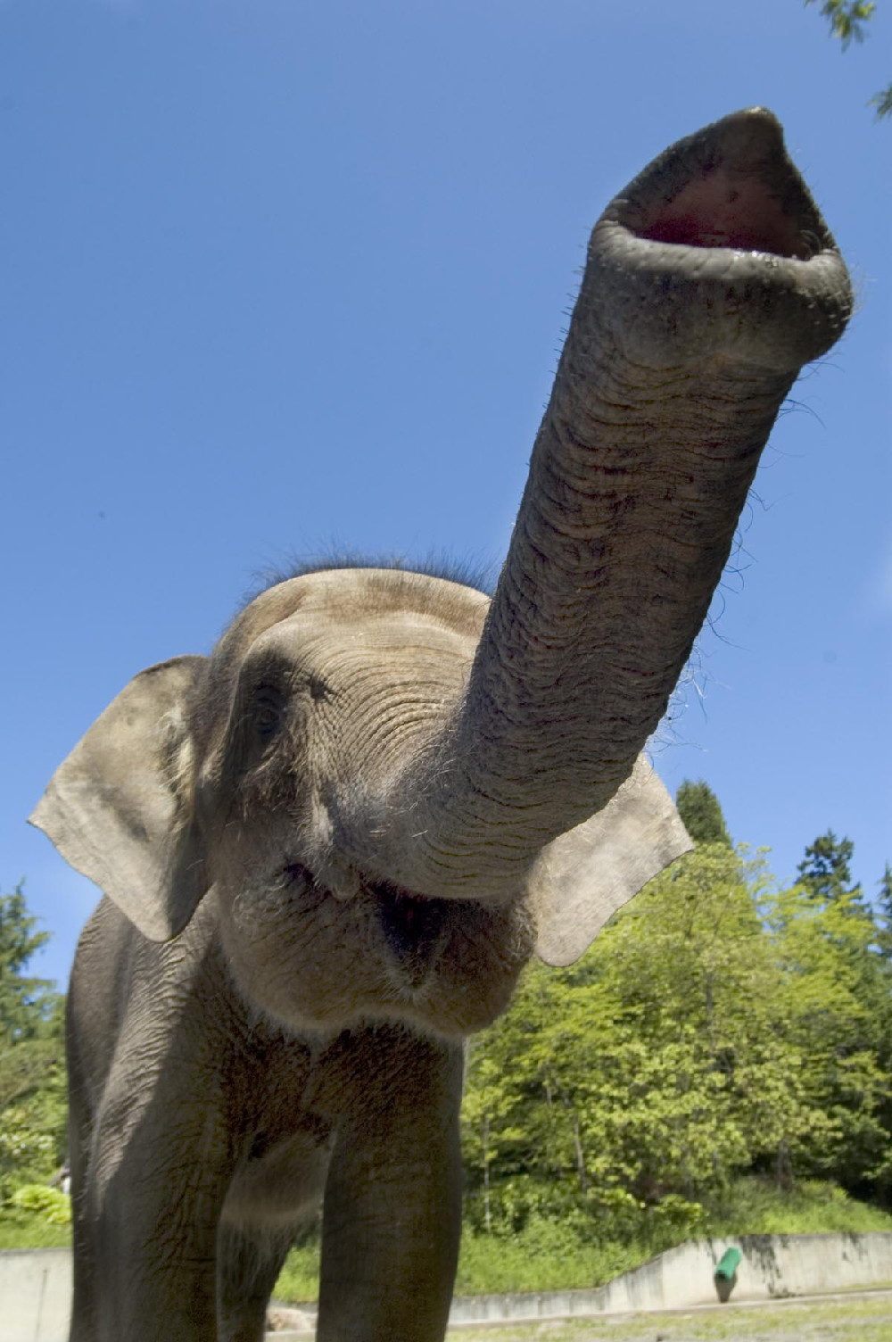 Watch a rare pink albino elephant baby playing by a waterhole in adorable  footage