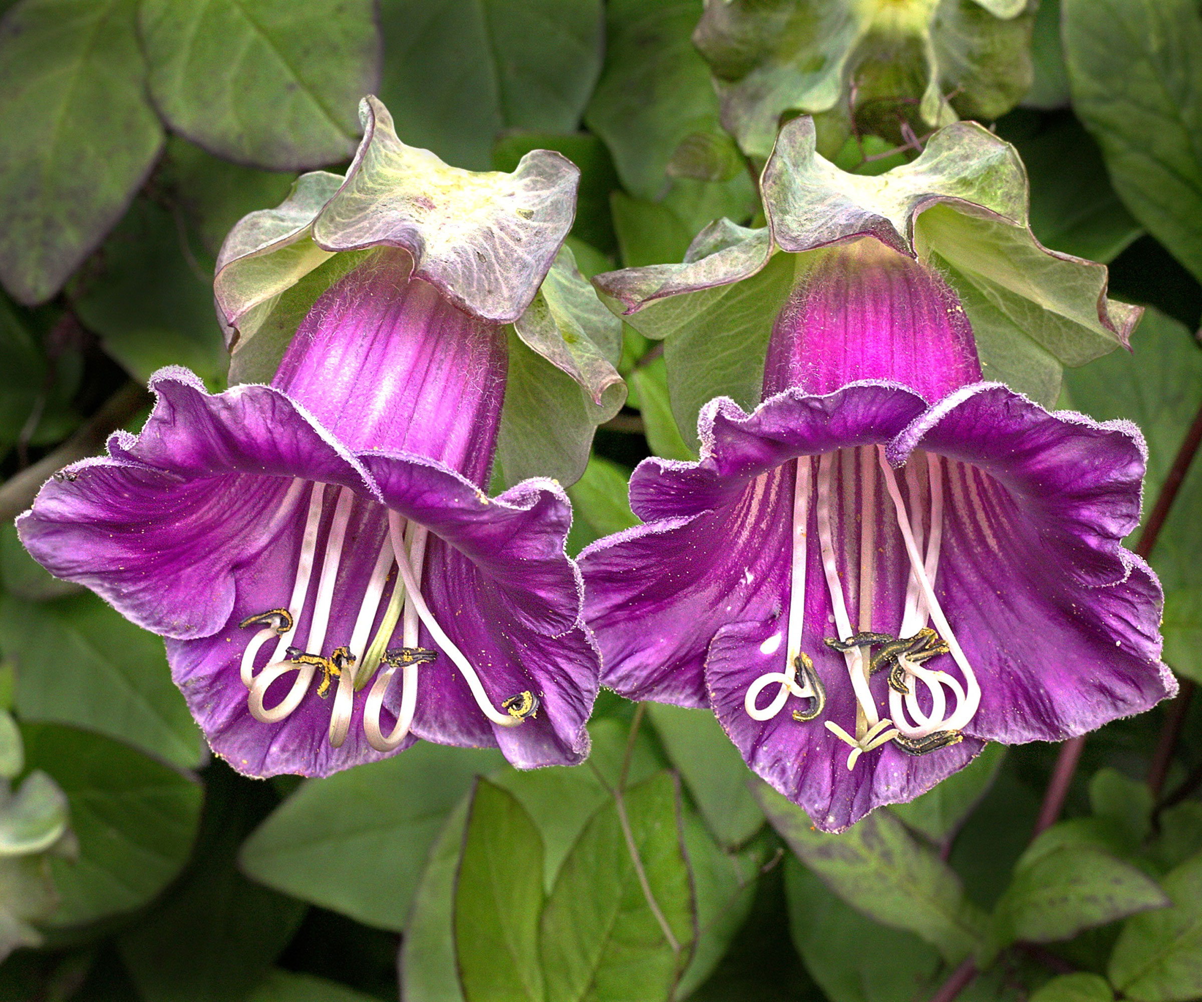 cups and saucers plant with purple flower heads