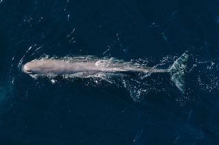 A sperm whale swimming in the Azores