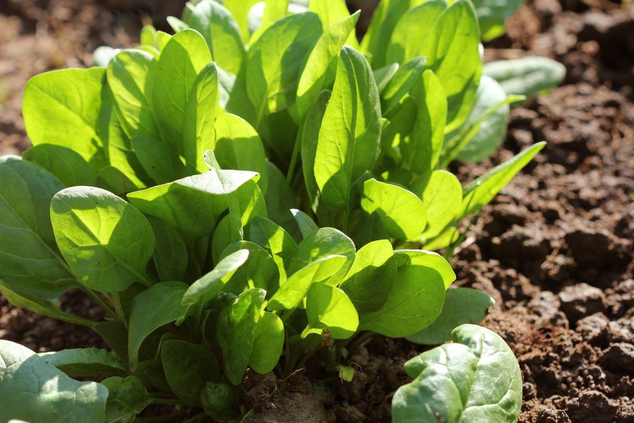 Spinach Growing In The Garden