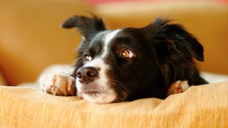 Close up of border collie dog looking sad on comfy chair in living room