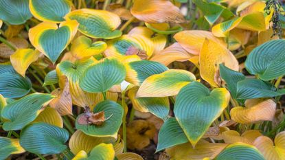 hosta leaves turning yellow