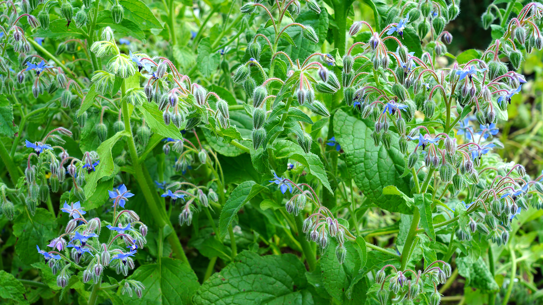 Borage plant