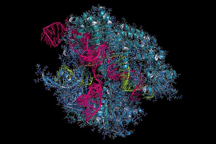 CRISPR-Cas system image of bacteria