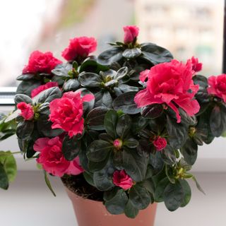 Pink flowering indoor azalea houseplant growing in pot on windowsill