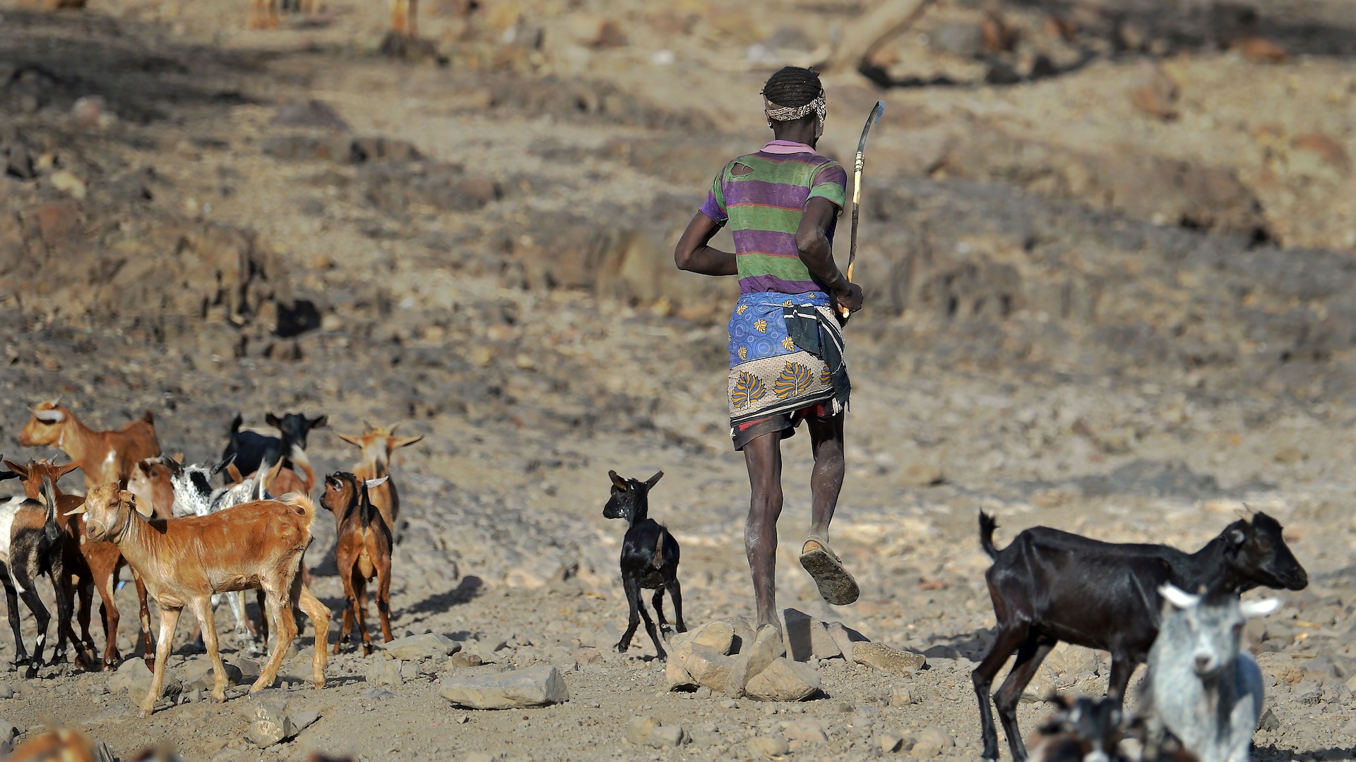 a Kenyan goat herder rounds up his flocki